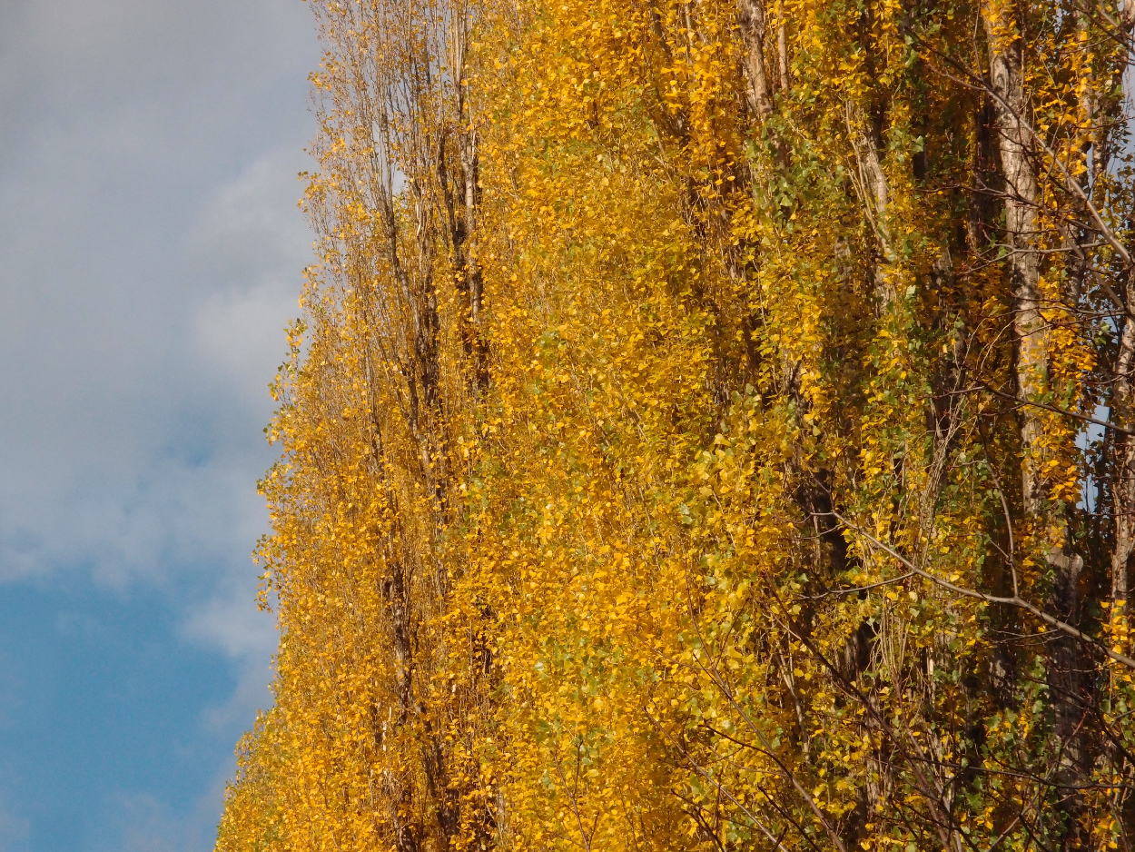 003 2015-11-10 durch die Stadt (Dat Tape 2)